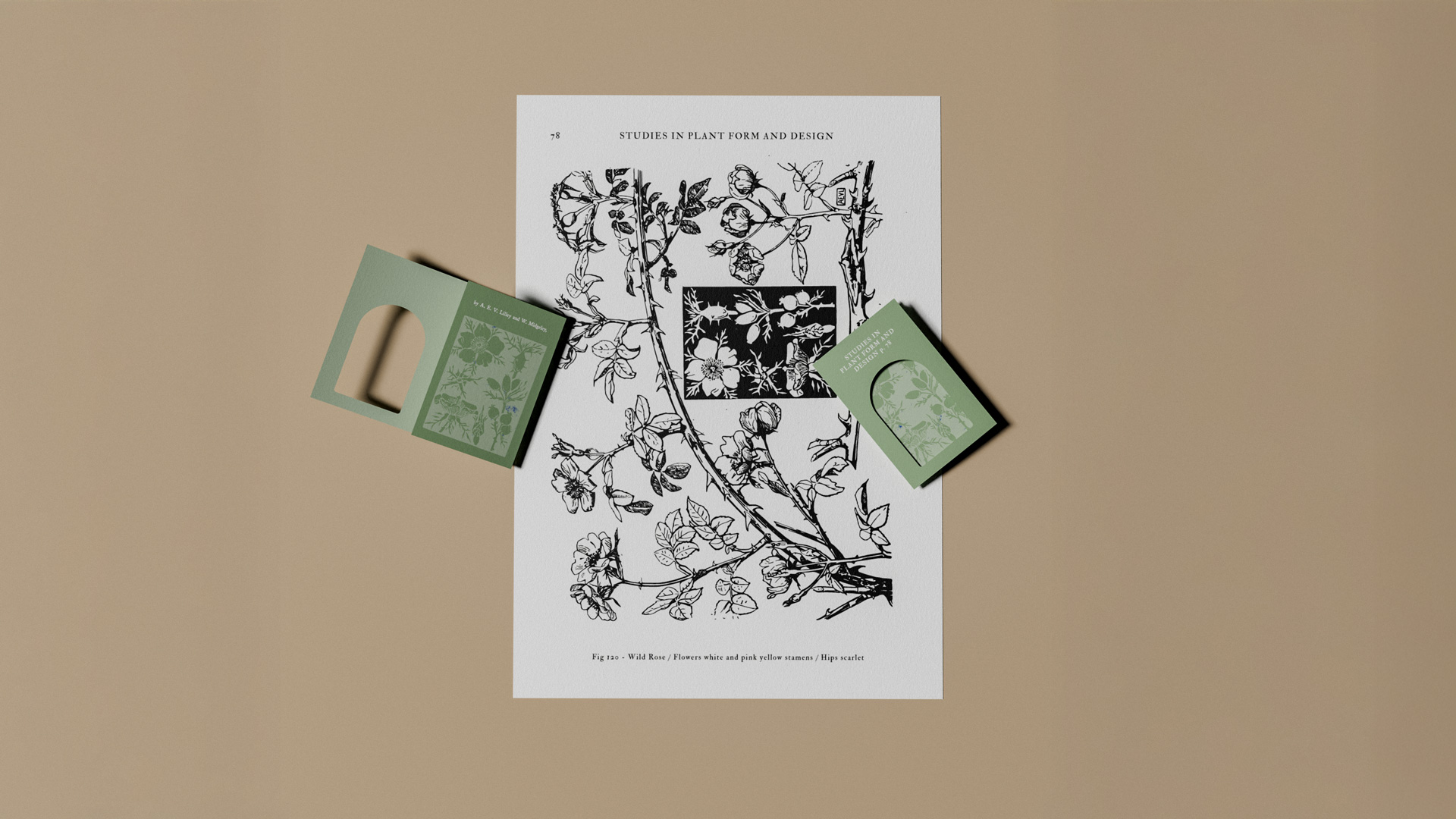 Top-down view of a botanical illustration sheet with two green botanical-themed paper cards placed on a beige background.