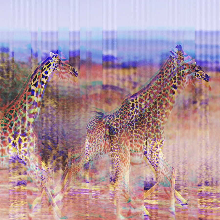 Digital art of three giraffes walking with glitch and distortion effects on a blurred natural background.
