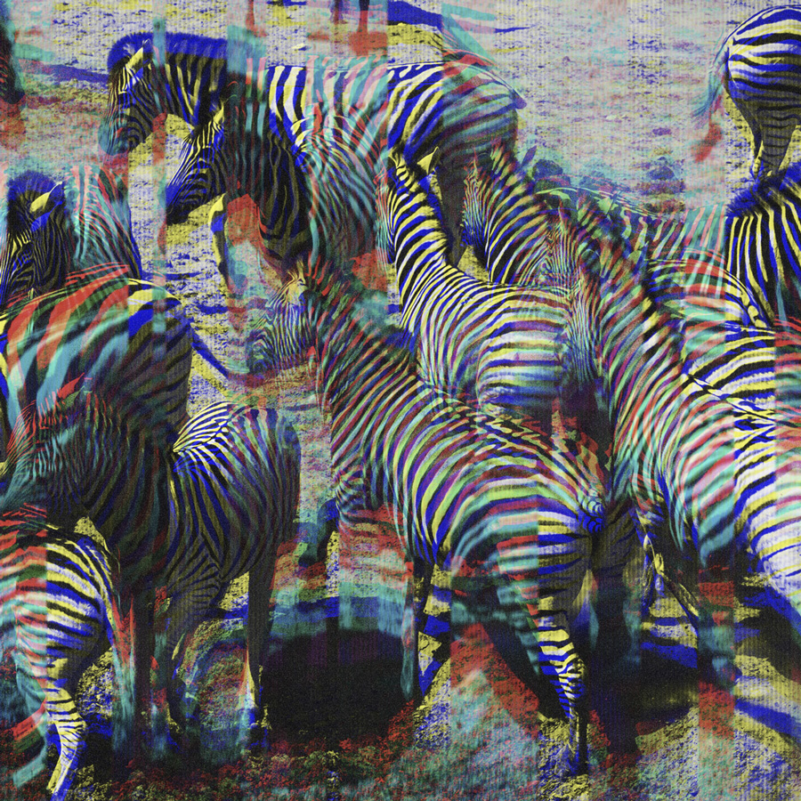A group of zebras standing closely together with a multicolored glitch effect overlay.